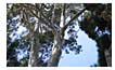 1. Eucalyptus Deanei Tree